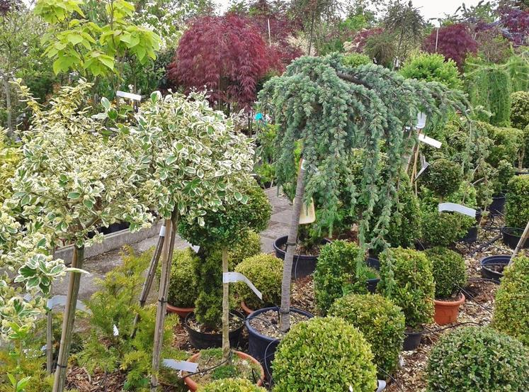 Plusieurs essences de plants produits par les Pépinières Bauchery sont proposés gratuitement par Groupama Paris-Val de Loire à ses bénéficiaires. 