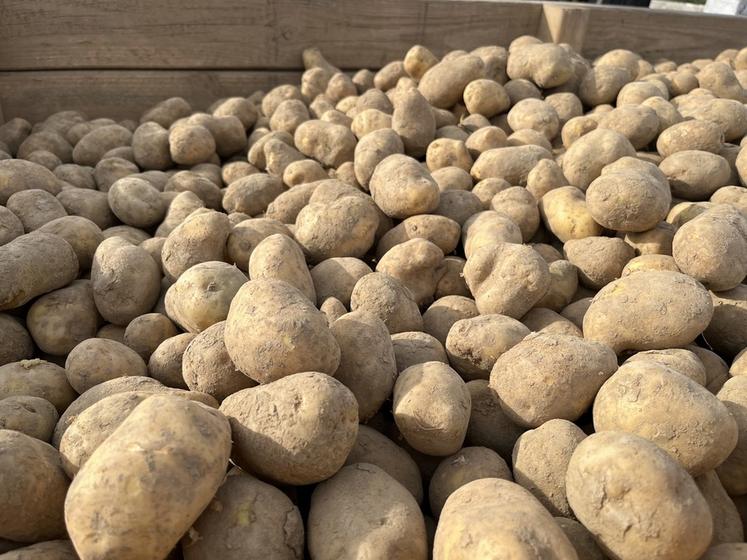 Dans le Loiret, les arrachages de pommes de terre sont bien avancés. Après un été marqué par les fortes chaleurs, les rendements sont en retrait et la qualité des tubercules plus hétérogène, avec une attention particulière portée au stockage.