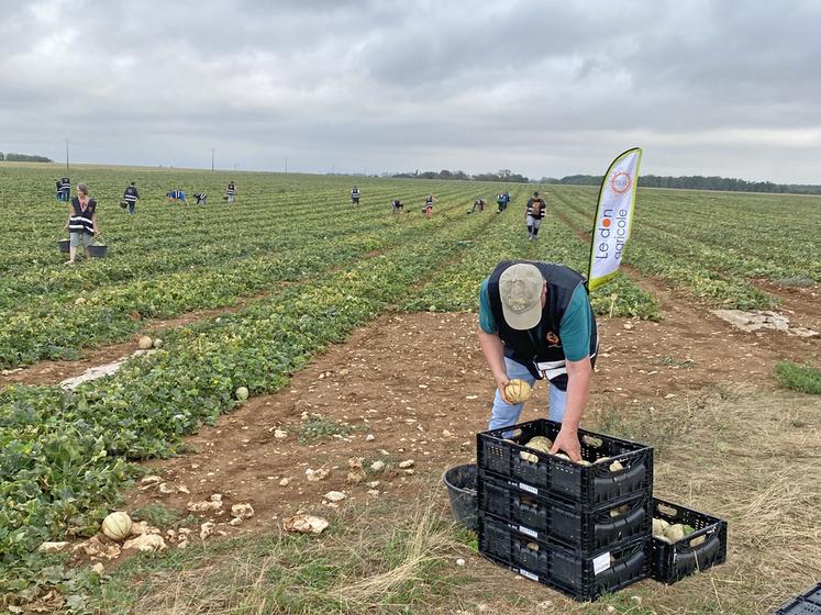 Lundi 7 septembre, à Binas. Lors d'un glanage organisé par Solaal CVL, trois associations d'aide alimentaire ont récolté plus de 1 400 kg de melons.