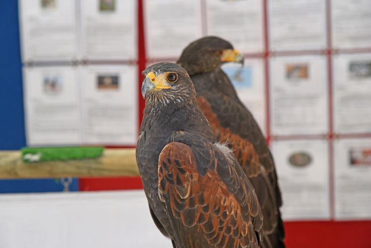 Les visiteurs ont pu observer de près les rapaces présentés sur les stands de chasse. 