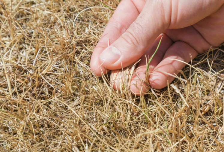 La pousse de l’herbe s’est pratiquement arrêtée depuis la fin mai. Les éleveurs puisent dans les réserves depuis mi-juillet pour nourrir les animaux.