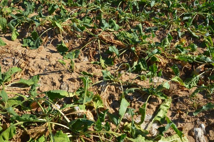 Après un été marqué par la sécheresse et les canicules, les exploitations les plus fragilisées pourront bénéficier de premières aides dès octobre pour préparer les travaux d’automne.