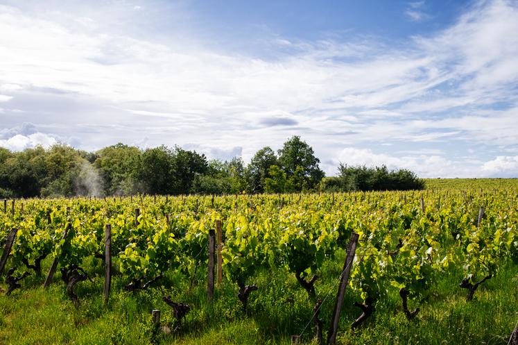 Si les épisodes de sécheresse venaient à se répéter à l'avenir, cela aurait des conséquences sur les vignes de l'AOC Touraine.