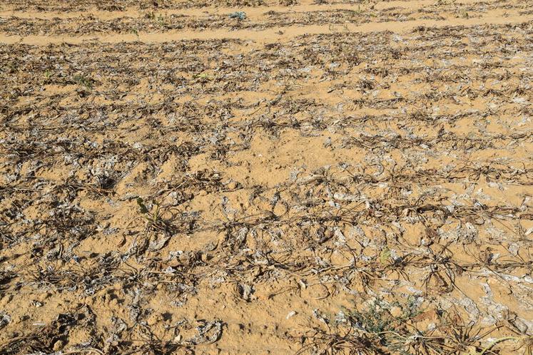 Dans cette parcelle de 30 hectares, un constat de désolation est fait par les acteurs de la filière, planteurs comme sucriers présents.