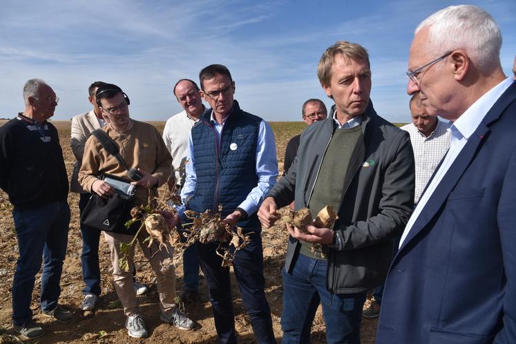 De la betterave saine à celle totalement pourrie.