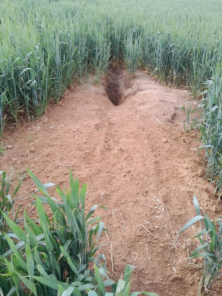 Cet été, le blaireau a causé des dégâts dans plusieurs parcelles, ici de blé, à Fontenay-Saint-Père (Yvelines).