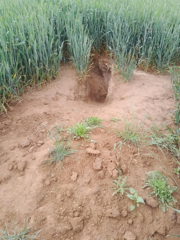 Cet été, le blaireau a causé des dégâts dans plusieurs parcelles à Fontenay-Saint-Père (Yvelines).