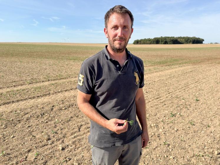 Jeudi 24 septembre, à Luplanté. Thibault Guillou n'a pu que constater les dégât occasionnés par les punaises dans sa parcelle de colza.