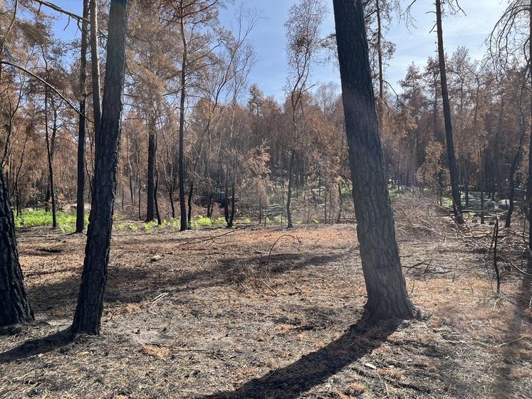 Fontainebleau, jeudi 24 septembre. Des jeunes pousses de fougères apparaissent sous les arbres brûlés ou déjà abattus. 