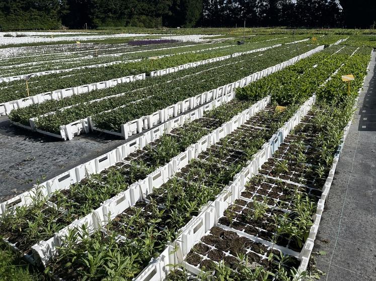 La pépinière du plateau de Versailles utilise déjà cette technologie pour l'ensemble de sa production.