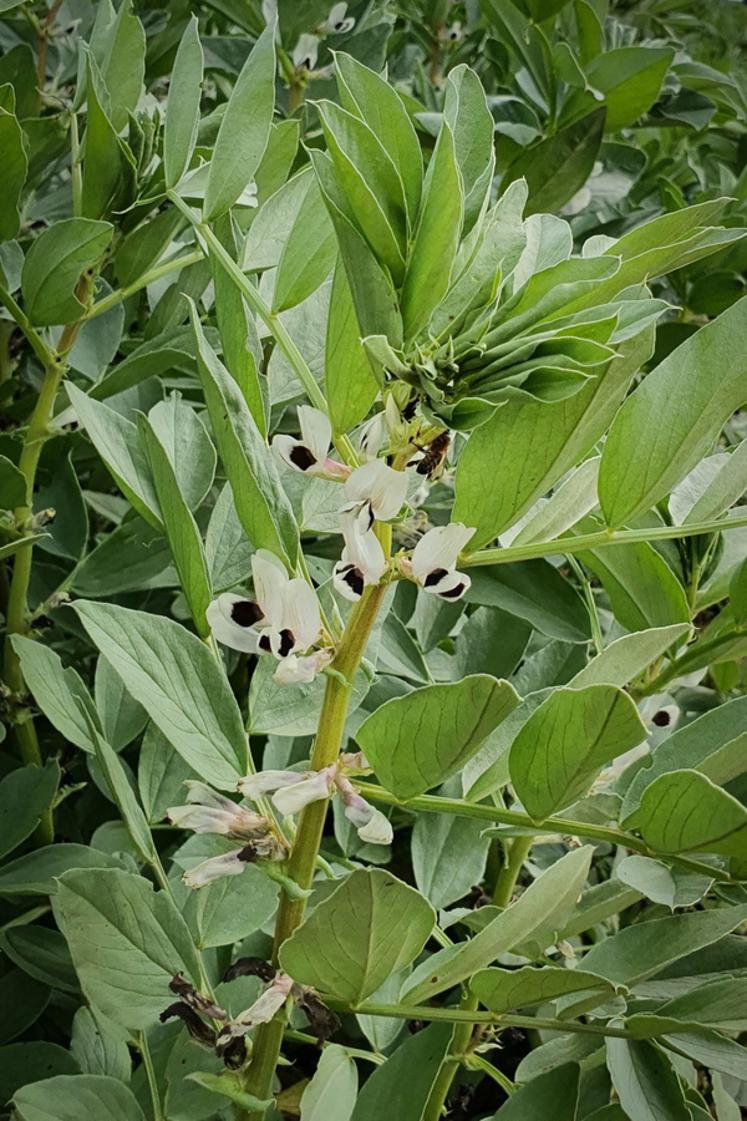 La féverole, pourtant peu présente autour des ruchers étudiés, pèse autant que le colza dans le bol pollinique des abeilles.
