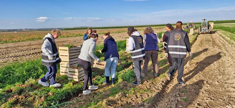 Mardi 6 octobre, à Férolles. Onze élèves de terminale Stav de la MFR ont mis la main à la terre pour récupérer près de 100 kg de carottes destinées à des étudiants en situation de précarité.