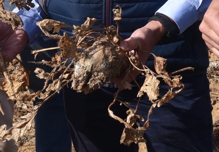 Certaines betteraves sont mortes. D’autres ont été fragilisées par la jaunisse, le charançon ou le rhizopus, un champignon responsable de pourritures.