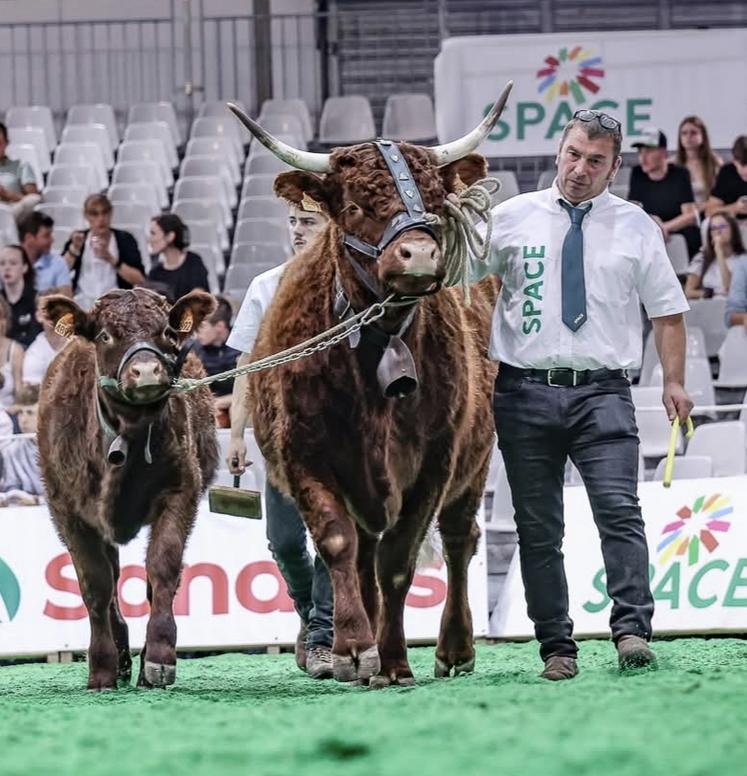 Thierry Meret a présenté sa vache salers Unefolie et son veau au Space cette année.