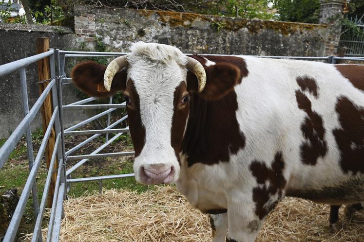 La race fine percheronne était bien représentée lors de la foire aux bestiaux de Mondoubleau dimanche 11 octobre. 