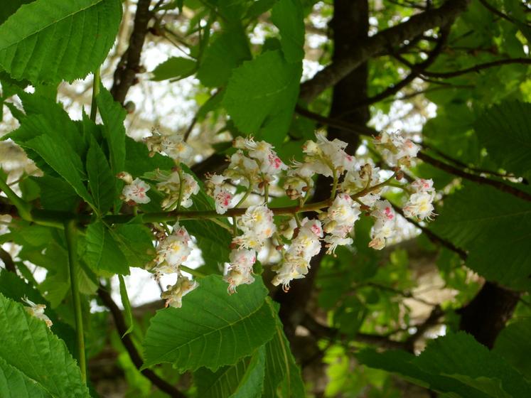 Le marronnier apprécie les températures douces, jamais extrêmes, le soleil et la lumière, mais dépérit s’il est planté à couvert.