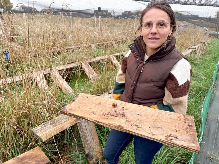 Mardi 20 octobre, à Ouerrais. L'éleveuse Marion Gauthier a perdu la totalité de ses escargots à cause des canicules de cet été et s'interroge sur le redémarrage de l'activité.