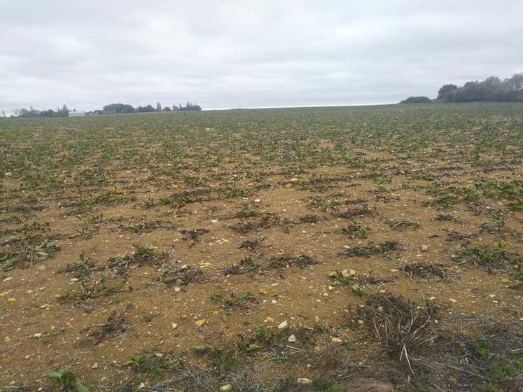 Champ de betteraves sucrières dans le secteur de Beaune-la-Rolande.