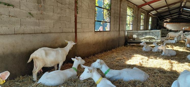 À Ribes (Ardèche). La délagation a participé à la visite de l'Élevage du Serre.