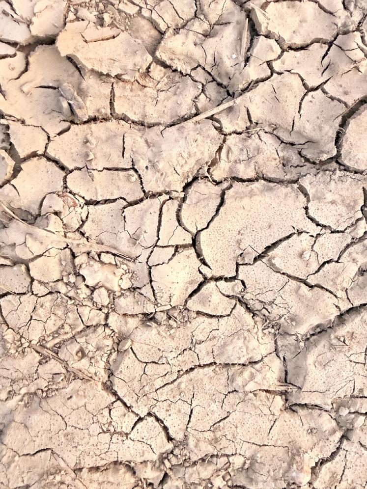 Sol craquelé par la sécheresse en Eure-et-Loir.
