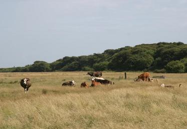 Elevage bovin dans un pâturage au sud-est de l'Angleterre.
