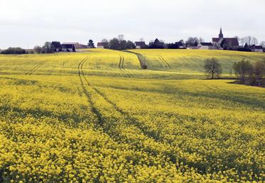 Les rendements du colza sont bons au niveau national.