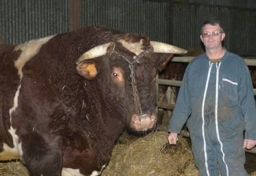 Frédéric Jaffré présentera son taureau Fêtard au Salon international de l’agriculture, une bête de plus de 1 750 kg.