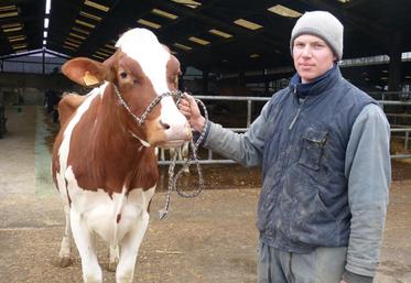 La Prim’holstein Gabellered sera préparée par Alexis, le salarié de l’exploitation de Daniel Hallouin, pour le concours Prim’holstein au Sia.