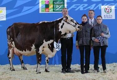 Le 22 février, à Paris. L’EARL Guéret a remporté avec sa vache Evan, le titre de meilleure mamelle adulte au concours de la race normande.