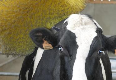 Pour le bien-être animal, certains éleveurs installent une brosse dans leur bâtiment.
(Crédit :  F. Mechekour-Réussir)