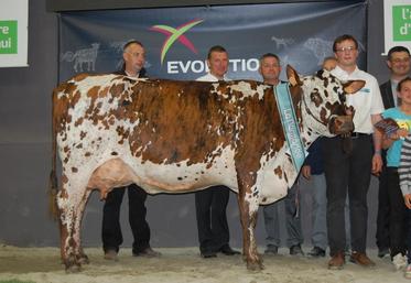 Le 29 mai, à Saint-Brieuc (Côtes d’Armor). Première historique pour l’élevage eurélien qui voit Fillette de L’EARL Tessier sacrée grande championne du Concours national normand.