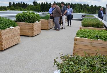 A Fleury-Mérogis (Essonne), le 23 juin. La société Darégal a inauguré le « toit des saveurs », fruit d’un partenariat avec le cuisiniste Enodis. 