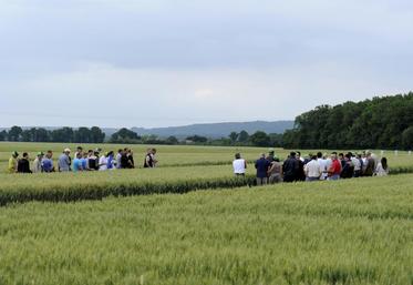 Le 15 juin, à Droué. Les adhérents de la coopérative Axéréal ont pu visiter des essais agronomiques.