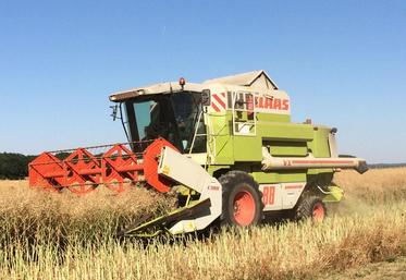 Début août la moisson s’achève en Seine-et-Marne. Seules quelques parcelles d’orge de printemps et de féveroles restent à récolter.