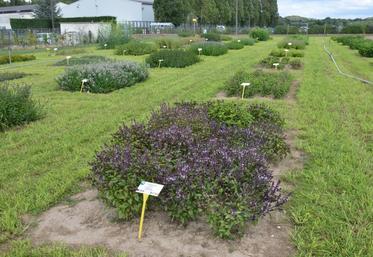 Milly-la-Forêt (Essonne), le 27 juillet. Le producteur d’herbes aromatiques Darégal a crée une plate-forme d’essai. Des variétés du monde entier y sont testées. 