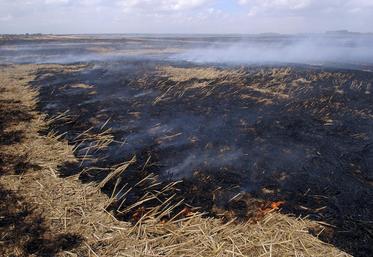 L’interdiction totale du brûlage des chaumes et pailles va être levée. (Stéphane Leitenberger-Réussir)