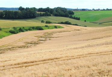 Bois et terres agricoles constituent toujours une valeur refuge. Mais il y a très peu de transactions et il est impossible de déterminer un prix moyen à l’hectare.