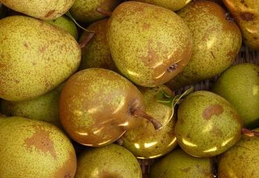 Les poires sont parmi les espèces qui ont le plus souffert cette année des conditions climatiques chaudes et sèches. 