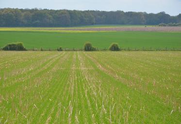 La chambre d’Agriculture a dédié un conseiller permanent pour répondre aux besoins des producteurs en agriculture biologique. Des projets vont voir le jour dont un essai « systèmes » afin d’évaluer trois procédés dont la technique culturale simplifiée et l’agriculture de conservation.