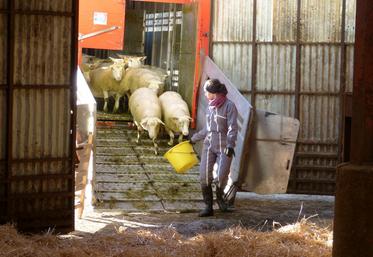 Villavard, le 3 décembre. 241 ovins ont élu domicile dans la nouvelle exploitation de l’EPL de Loir-et-Cher.