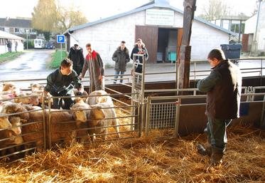 Chailly-en-Brie, jeudi 17 décembre. Trier des brebis, les manipulet et évaluer leur état corporel… quelques exemples d’épreuves réalisées par les participants aux Ovinpiades des jeunes bergers.