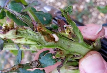 Une larve d’altise dans un pied de 