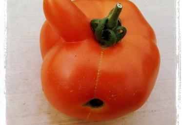 Les chambres d’Agriculture d’Ile-de-France et le Cervia mènent une étude sur le potentiel de dons agricoles que pourraient faire les producteurs franciliens. 