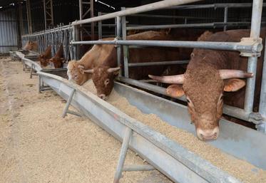 Étampes (Essonne), le 11 avril. Une quarantaine de vaches a avorté cet hiver dans le troupeau de la famille Hautefeuille qui pointe du doigt la fièvre catarrhale ovine. 