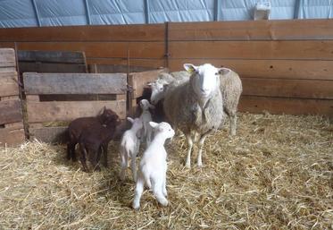 L’après-midi, les participants se sont rendus sur une exploitation en élevage ovin bio, à Cheverny.