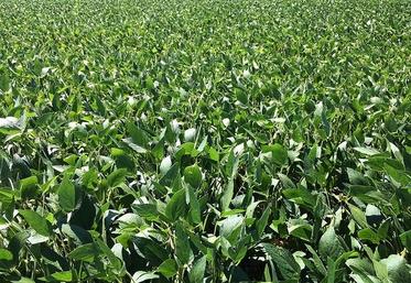 Une plate-forme dédiée à la culture du soja en agriculture biologique sera proposée à tous les agriculteurs le 10 juin.