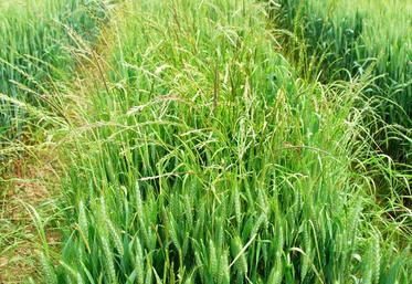 L’innovation peut apporter des solutions dans la lutte contre des adventices de plus en plus résistantes.