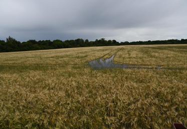 Vimpelles, jeudi 16 juin. L’eau arrive à la hauteur des épis dans cette parcelle.