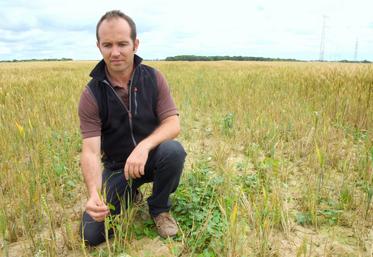Le 5 juillet, à Gellainville (Eure-et-Loir). La jaunisse nanisante de l’orge va entraîner une grosse perte de rendement pour le blé de Guillaume Égasse.