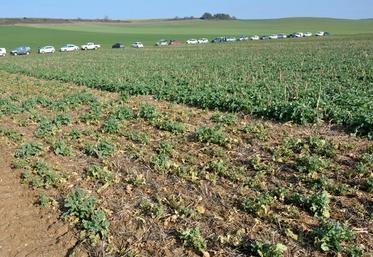 En mars, en Bourgogne. A gauche, un semis seul et tardif. A droite, un colza semé précocement associé à la féverole et ayant bénéficié d’un engrais starter.